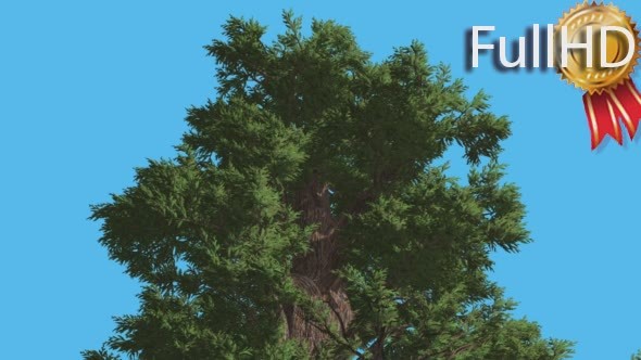 Western Juniper Top of Coniferous Evergreen Tree alt