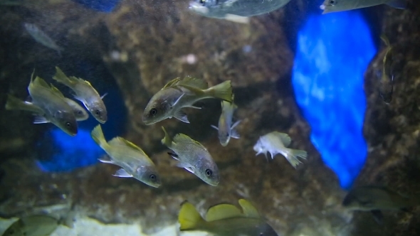 Sea Fishes (Sciaena Umbra) Floats In Special Tank With Lighting And Oxygen Generator