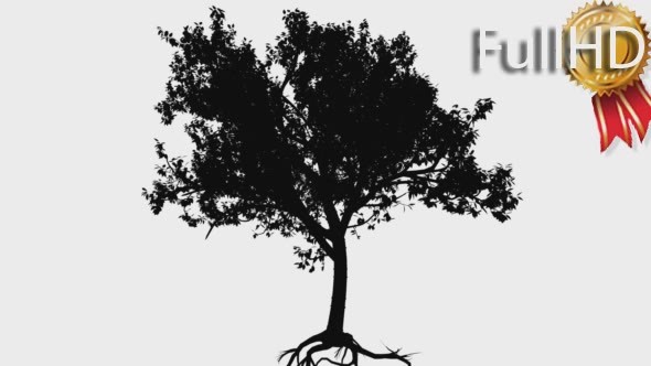 Tibetan Cherry Prunus Serrula Small Tree alt