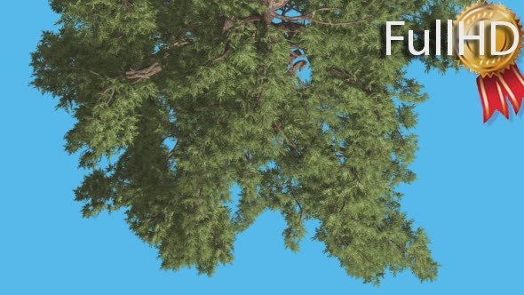 Western Juniper Top of Tree Turned Image alt