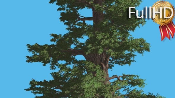 Western Juniper With Its Fluttering Leaves alt