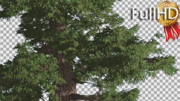 Western Juniper at Strong Wind Fluttering Leaves alt