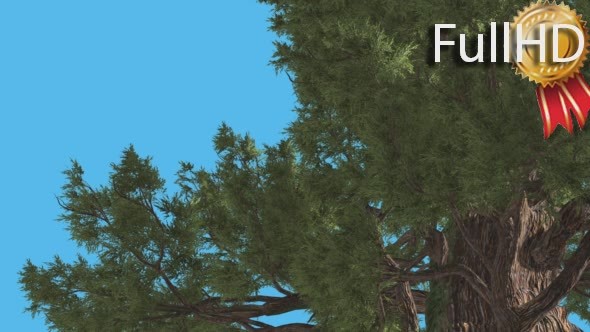 Western Juniper Thick Trunk Behind the Branches alt