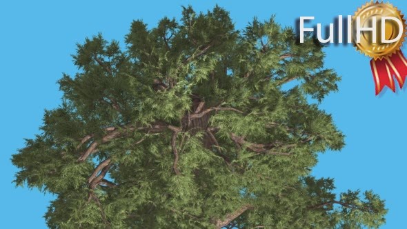 Western Juniper Crown Top Down Coniferous alt