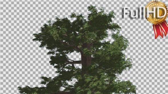 Western Juniper at Strong Wind Leans Down alt