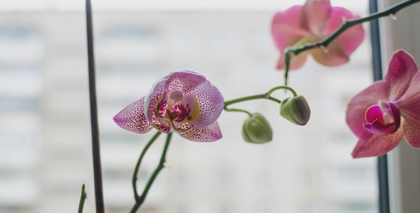 Orchid Blooming Fast