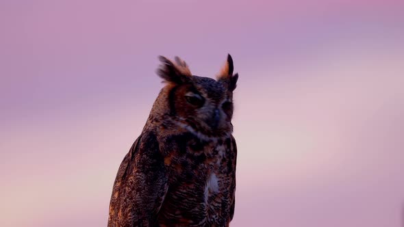 Portrait of a perched Great Horned Owl