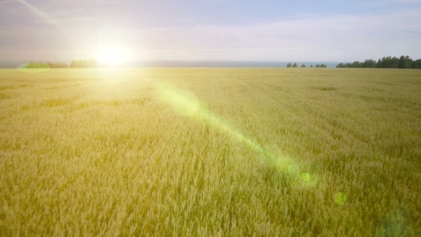 AERIAL: Low Flight Over Green And Yellow Wheat Field