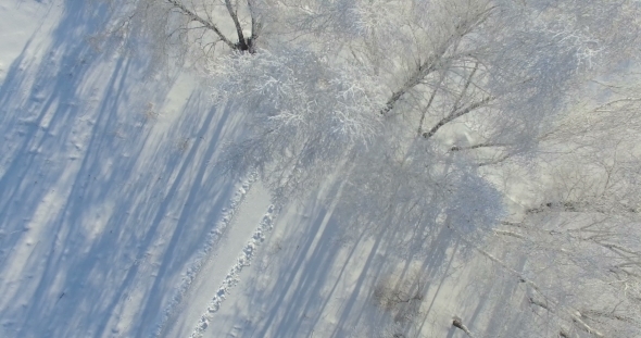 Morning In a Winter Forest