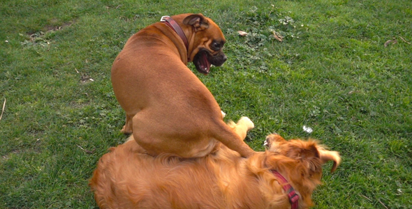 Dogs are Playing on Grass in Natural Park 2