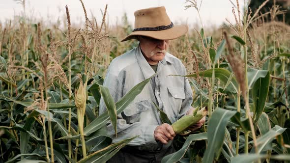 Portrait of an Elderly Male Farmer Smiling, with Gray Hair and Wrinkles, in a Hat, Standing in a