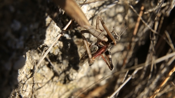 Mantis Caught a Grasshopper And Eat It On The Grass.