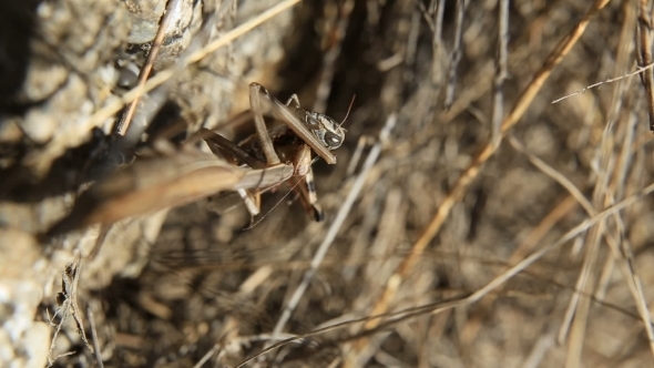 Mantis Caught a Grasshopper and Eat it on The Grass.