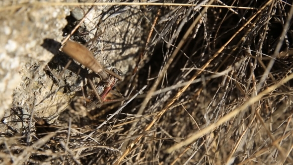 Mantis Caught a Grasshopper And Eat It On The Grass.