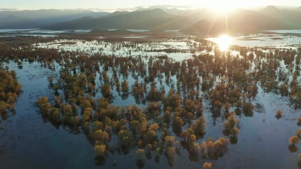 Yellow trees in blue water - swamp surrounding Lake Skadar in Montenegro, in autumn. Aerial view.