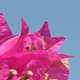 Bougainvillea and Blue Sky IV - VideoHive Item for Sale