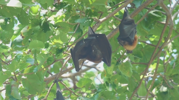 Flying Fox Hangs On a Tree Branch And Washes