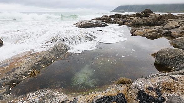 Lofoten Sea Coast and Pool with Alga, Norway.