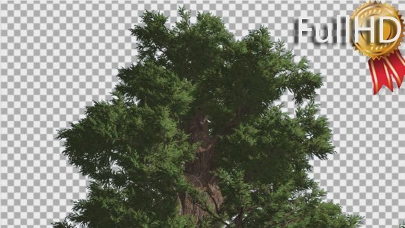 Western Juniper Lush Crown Fluttering Leaves alt