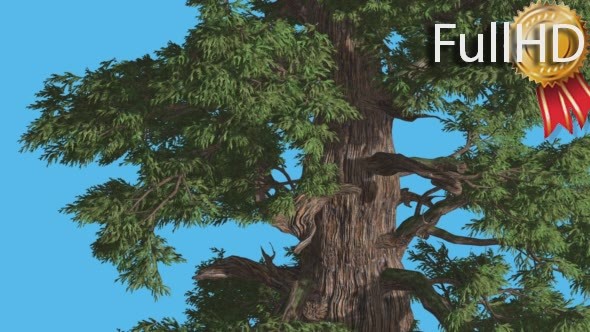 Western Juniper Bright Green Leaves in Summer alt