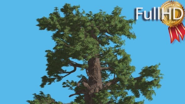 Western Juniper Top of Tree Fluttering Leaves alt