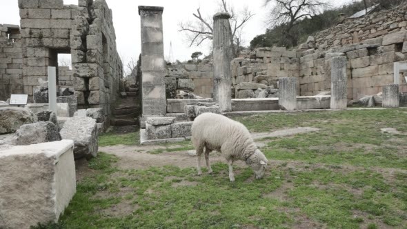 Lamb of God Among the Ruins of Antique Temple