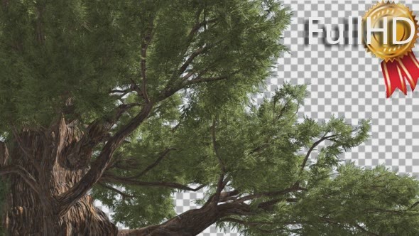 Western Juniper Trunk and Branches Close up alt