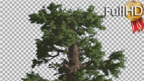 Western Juniper Moving Branches on a Crown alt