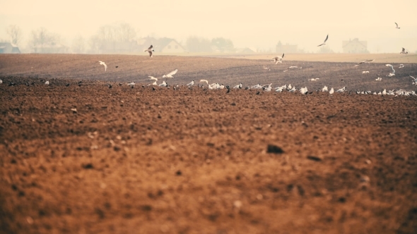 Shilouette of Birds on Field