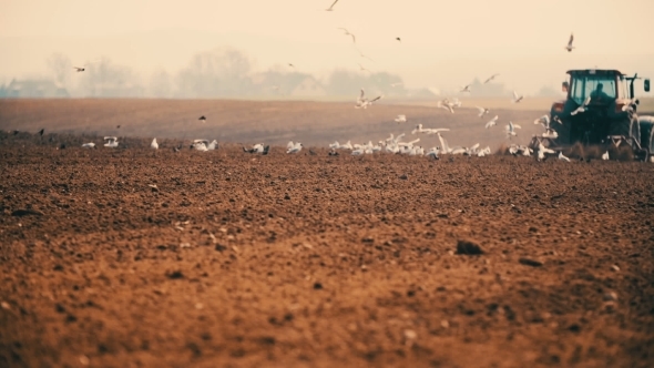 Tractor Plowing Field At Sunset