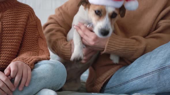 Happy Woman in Santa Hat with Girl Daughter and Smiling Jack Russell Terrier Dog Sit on Beautiful