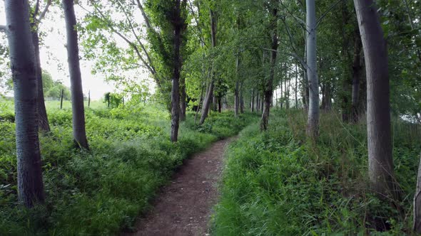 The river bank and the forest from drone view