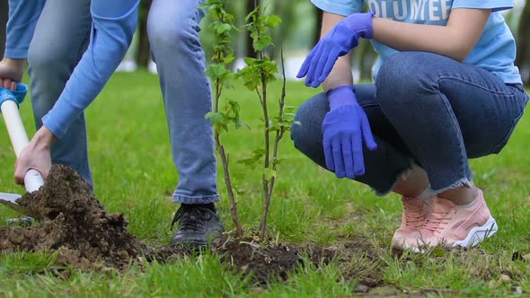 Two Volunteers Planting Tree in Park, Nature Conservation, Reforestation Project