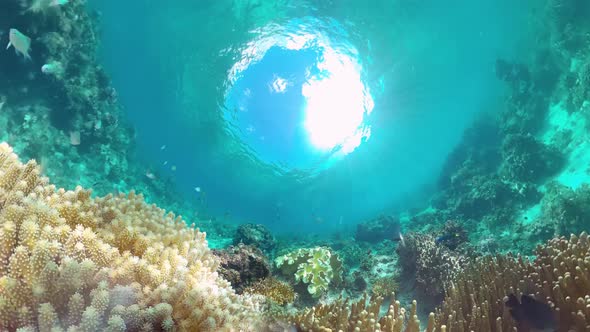 Coral Reef with Fish Underwater