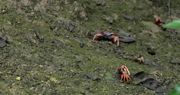 Close up Fiddler crab