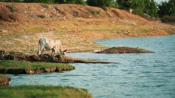 Cow Drinking Water From Lake