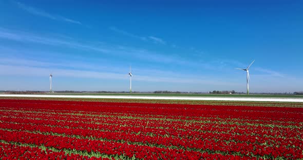 Field of Red and White tulips under spinning windmills and blue sky in northern Holland.