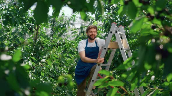 Agribusiness Owner Berry Box Collecting Fruits on Green Plantation Summer Day