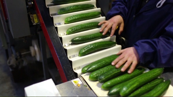 Packaging Cucumbers at Factory. 3 Clips