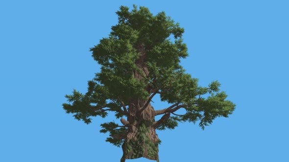 Western Juniper Tall Old Tree Sun Rays Coniferous alt