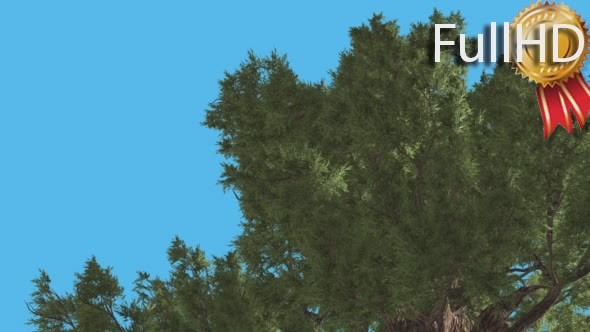 Western Juniper Crown Down up Coniferous alt