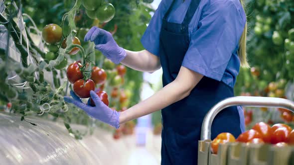 One Person Gathers Ripe Tomatoes in Greenhouse