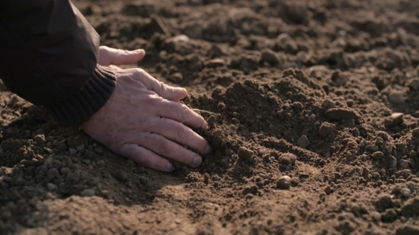 Farmer Hands Holding And Pouring Back Organic Soil