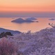 Sakura Sunset