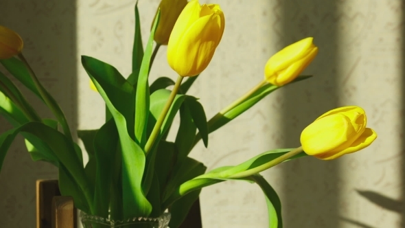 Faded Yellow Tulip Buds Raised