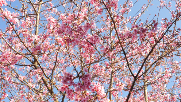 Cherry Blossom Tree