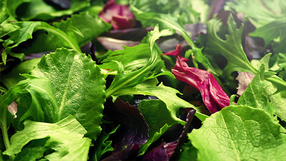 Fresh Mixed Leaf Salad Rotating