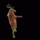 39 Deer Dancing HD - VideoHive Item for Sale