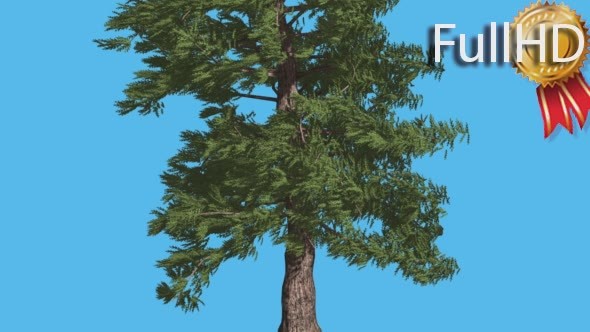 Western Red Cedar Trunk and Lower Branches alt