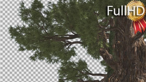 Western Juniper in Sunny Day Shadows Branches alt